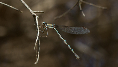 Austrolestes annulosus